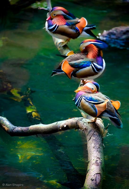  Autors: Eiropa ļoti,ļoti skaisti putniņi