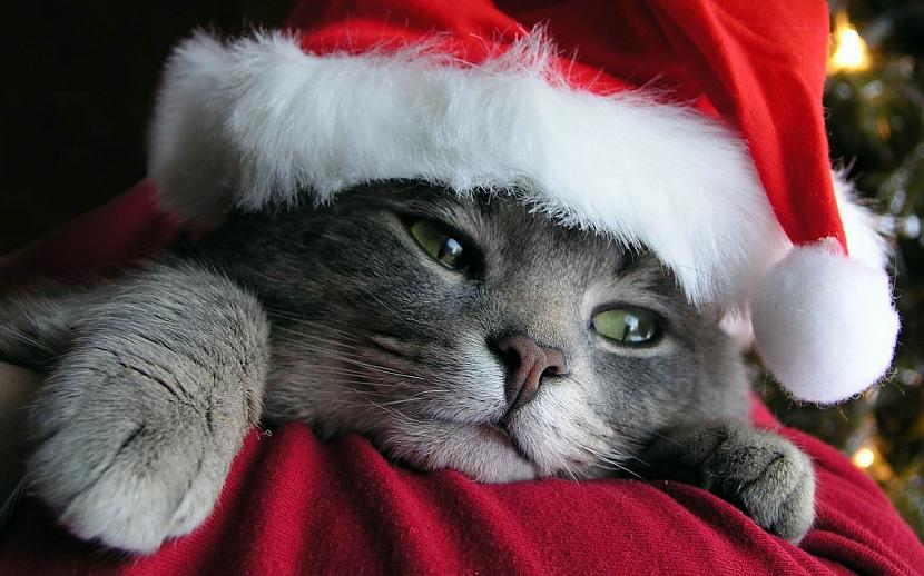  Autors: Fosilija Christmas cats wallpaper.