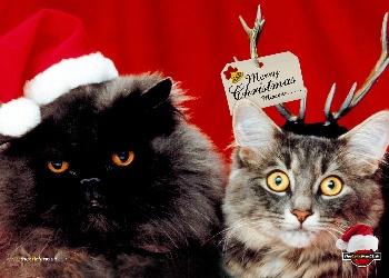  Autors: Fosilija Christmas cats wallpaper.