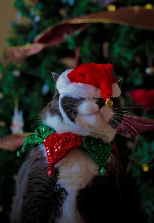  Autors: Rolix322 Kaķi Ziemassvētku noskaņās