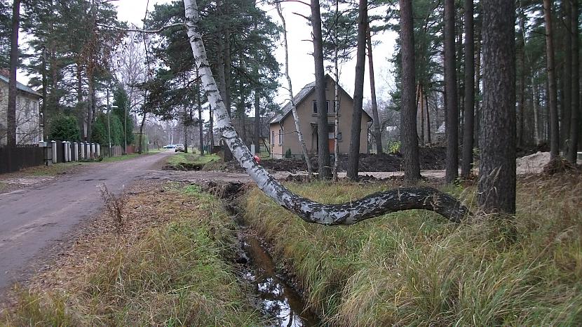 novembris datums nezināms foto... Autors: Pļumpis Kā kokam pagājis šis gads