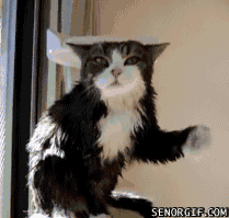Iedomas  kaķis pēc vannas Autors: redbulis Iedomas vs realitāte