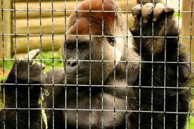 41ne vienmēr gorilas ir... Autors: mareksoz turpinajums jautri un interesanti.
