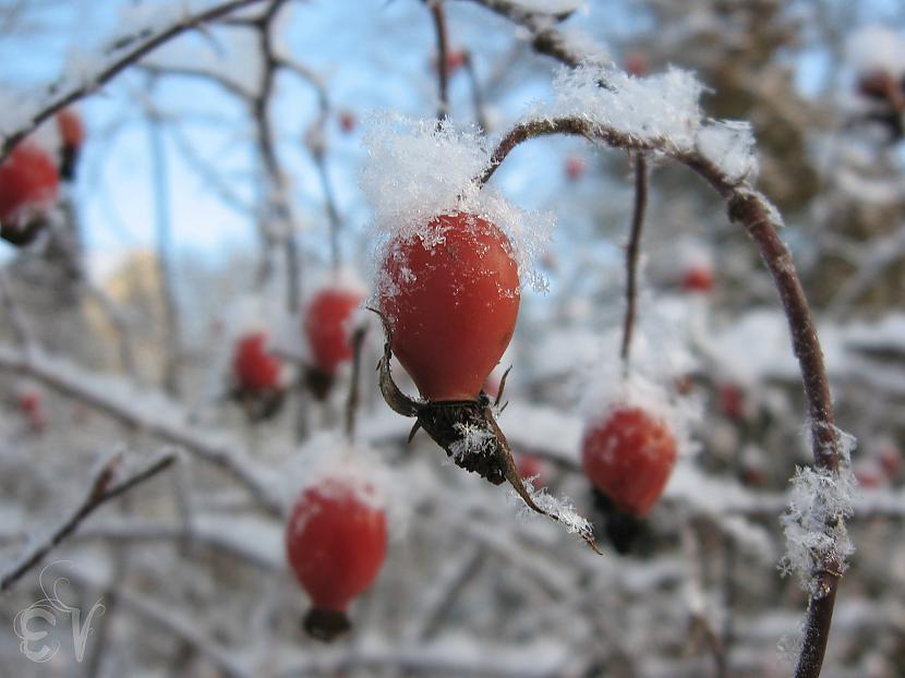  Autors: eliizeens Manas bildes :)