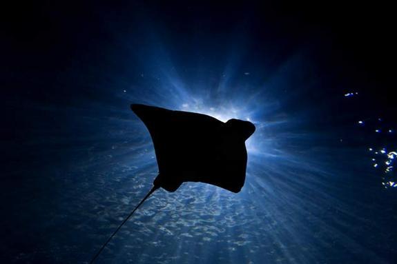 Dzelkscaronņraja Scaronie... Autors: fishmafia Bīstamākie jūras radījumi.
