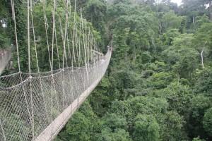Canopy Walk in Kakum National... Autors: karlikss 10 ļoti bailīgi tilti.