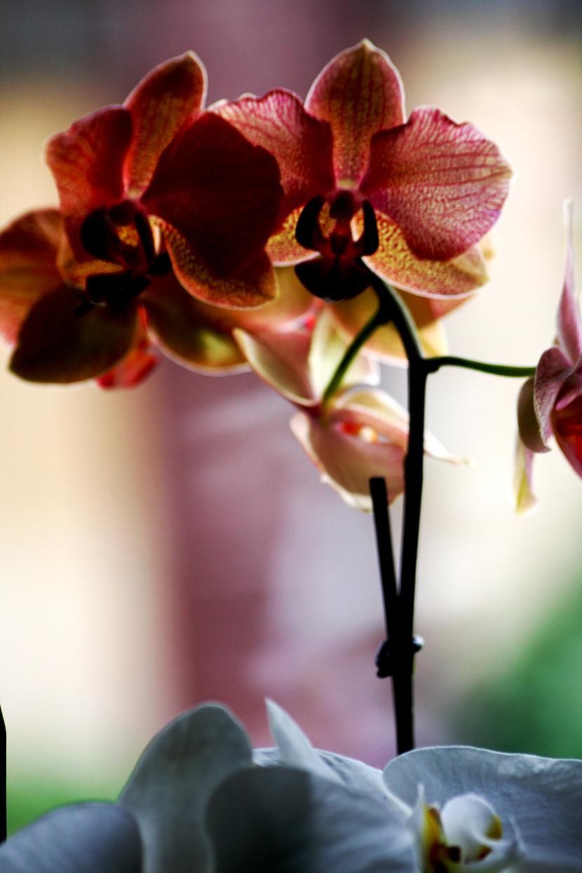  Autors: Fosilija Orhidejas
