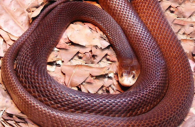 Piekrastes Taipan čūska ir... Autors: PhantomMadness Austrālijas nāvīgākie dzīvnieki!