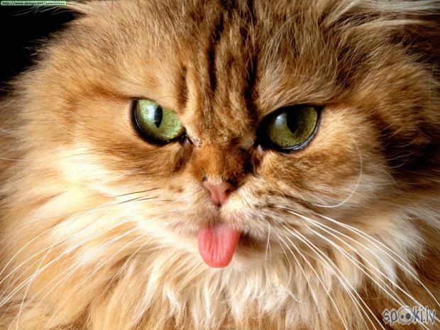 Cat got your tongue Autors: nags Meeles.. :D