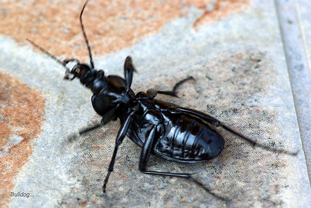  Autors: Bulldog Carabus - Lielā skrejvabole