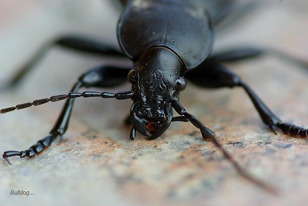  Autors: Bulldog Carabus - Lielā skrejvabole