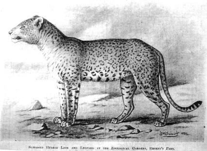 it kā Laujaguleps hibrīds plus... Autors: Perpetuja Hibrīd-zvēri no leopardiem un jaguāriem