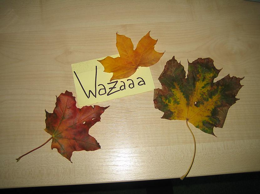  Autors: Wazaaa 3 lapas