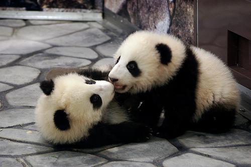  Autors: gangsteris pandas