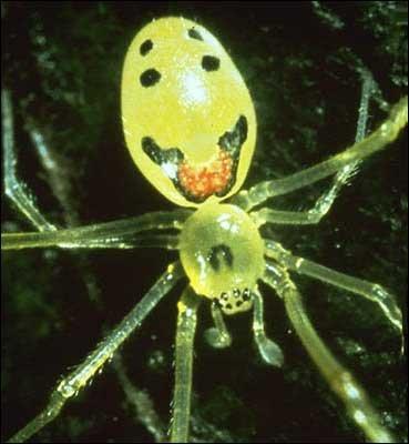 Spider with a Human Face Autors: Brezhnews Dzīvnieki no jūsu murgiem...