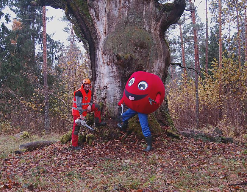 wwwizglabsimlv Autors: Izglabsim FOTO: Atdod saules gaismu Strēļu svētozolam