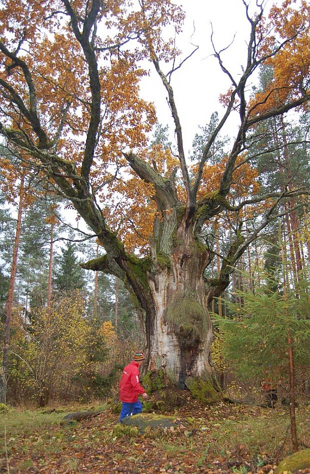 wwwizglabsimlv Autors: Izglabsim FOTO: Atdod saules gaismu Strēļu svētozolam