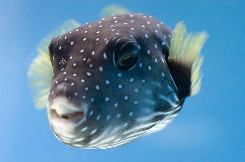 Fugu zivsJapānā viņu atļauj... Autors: mousetrap Top 10 indīgākie radījumi pasaulē