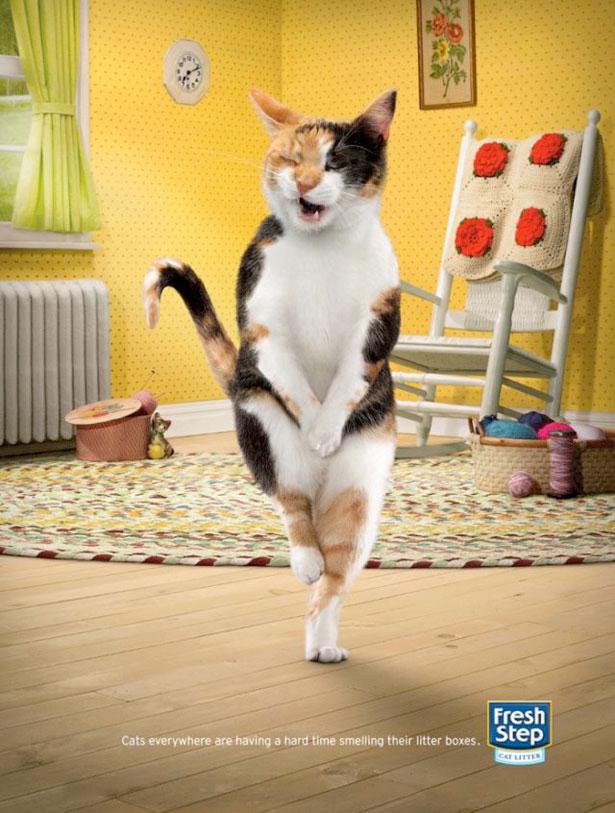 Fresh Step Crosslegged cats Autors: Samaara Reklāma.