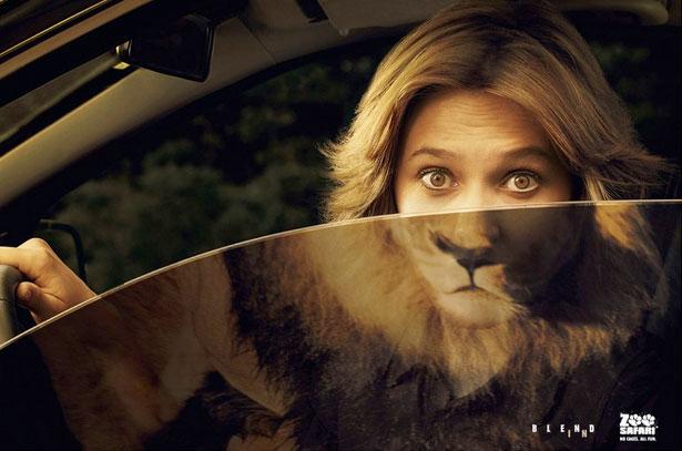 Lion  Zoo Safari Autors: Samaara Reklāma.