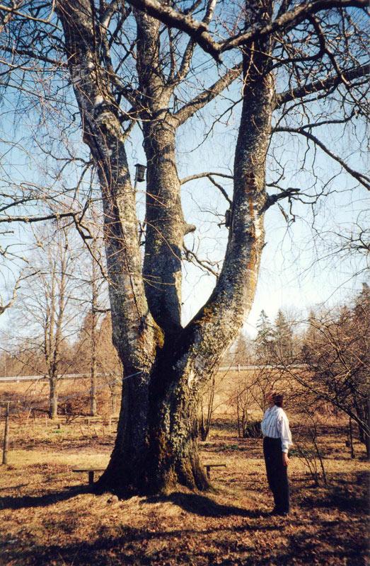Zemeņu bērzs Atrašanās vieta... Autors: cheat Kurzemes lielakie koki (pirma dala)