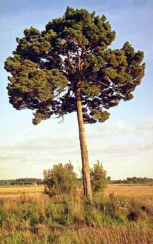 Baložu Palmu priede Atrašanās... Autors: cheat Kurzemes lielakie koki (pirma dala)