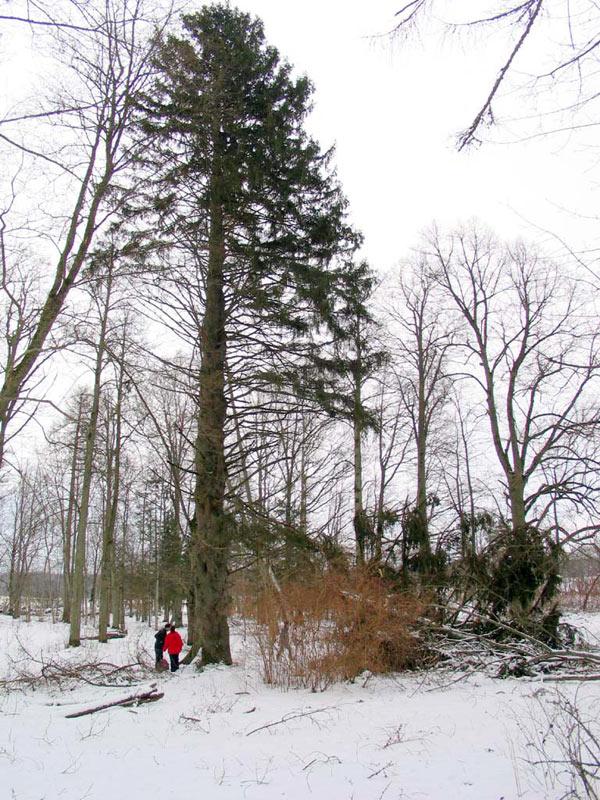 Īves egle Atrašanās vieta... Autors: cheat Kurzemes lielakie koki (pirma dala)