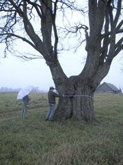 Ķiploku vīksna  Atrašanās... Autors: cheat Latgales lielakie koki (ceturta dala)