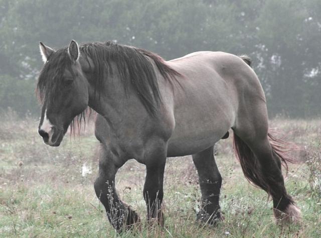  Autors: vaera Equus caballus