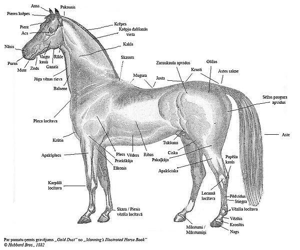 Zirga sastāvdaļas Autors: vaera Equus caballus