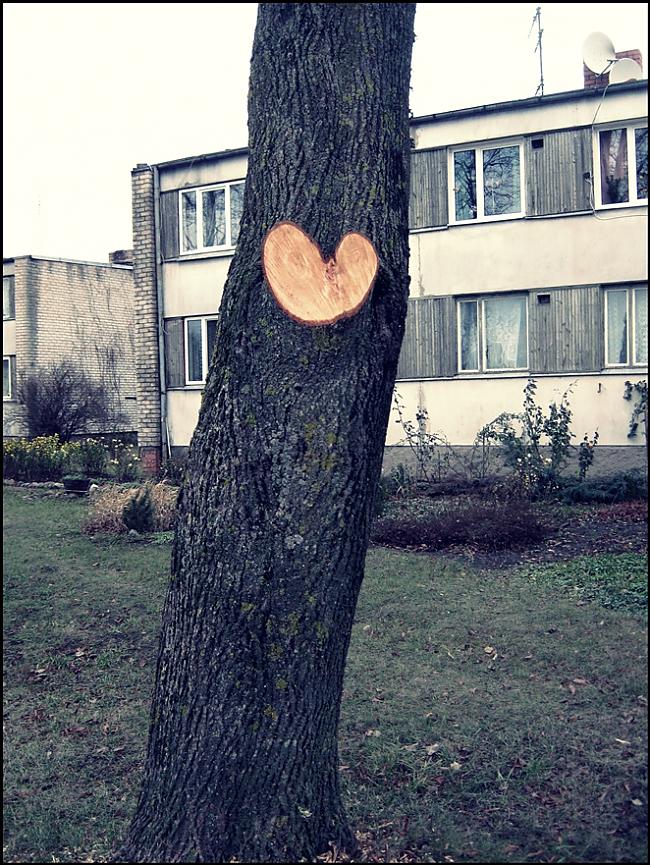 sirsniņkoks  Autors: lainere Emburga