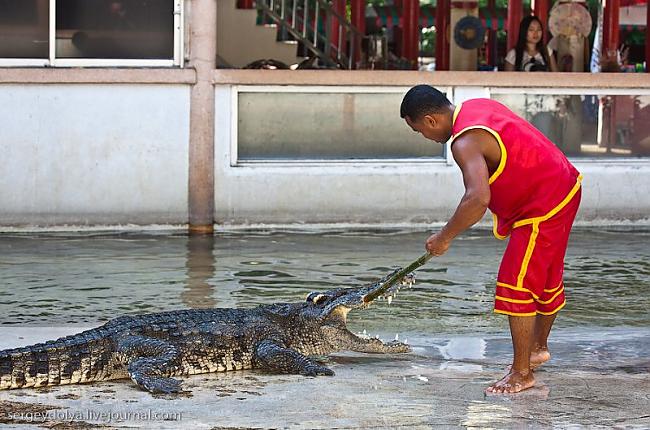 Kad krokodils ir izvilkts uz... Autors: Ivarocks Krokodilu šovs !