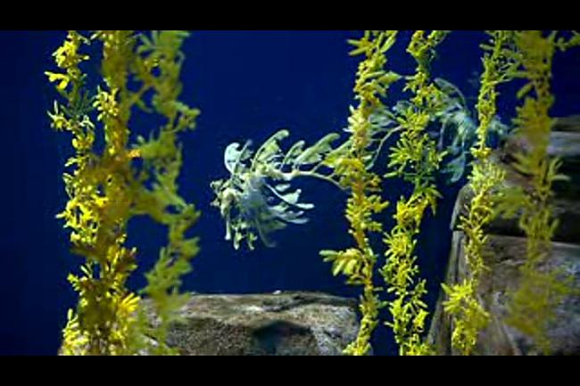  Autors: Aurum10 Georgia Aquarium