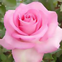 Gaiši rozā roze izsaka apbrīnu... Autors: mashele1990 Rozes un to krāsu nozīme!!