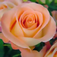 Mēļa krāsas roze simbolizē... Autors: mashele1990 Rozes un to krāsu nozīme!!
