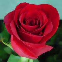 Tumši sarkana roze simbolizē... Autors: mashele1990 Rozes un to krāsu nozīme!!