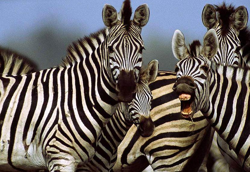 Daudzi domā ka zebras kažoks... Autors: gurkjis 9 mīti