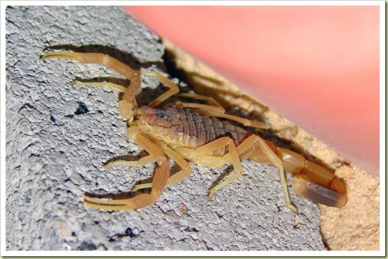 5vieta Klusais nāves skorpions... Autors: kanba 10 pasaulē indīgākie dzīvnieki!