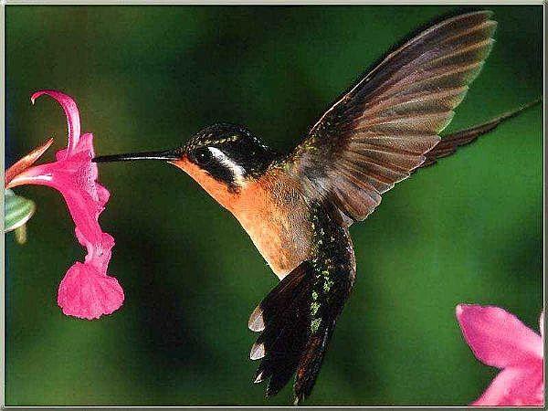 Kolibri sver mazāk par viena... Autors: Fosilija Fakti, kurus, iespējams, nezināji.