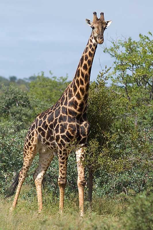 žirafēm pietiek ar trim četrām... Autors: augsina Cilvēks to nevar!