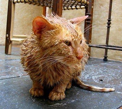  Autors: dzeimsons Kā mazgāt kaķi
