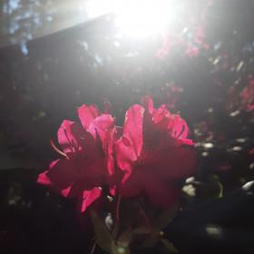 Rozā rododendra zieds - gaismas spēle ♥