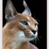 CaraCal avatars