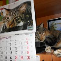mna kaķene Arlīna guļ plauktā blakus kalendāram, uz kura ir gandrīz tāds pats kaķis :D