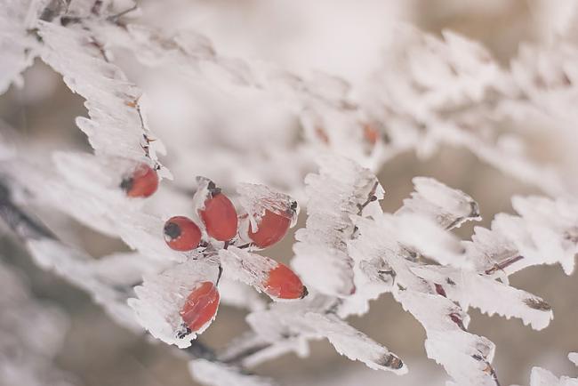  Autors: Nikolajs Nerušs Skaistas ziemas bildes no Krimas