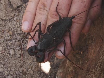 Pātagastes skorpions  samērā... Autors: isi by isi 15 dīvainas radības zemes virsū!