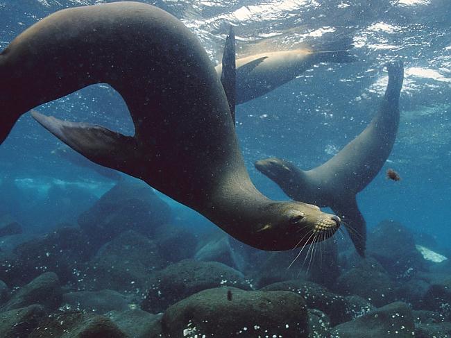 SEALS izmanto jūras lauvas... Autors: YogSothoth Absurdi risinājumi...
