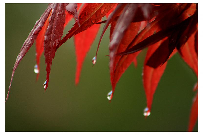  Autors: Tarantula Rain