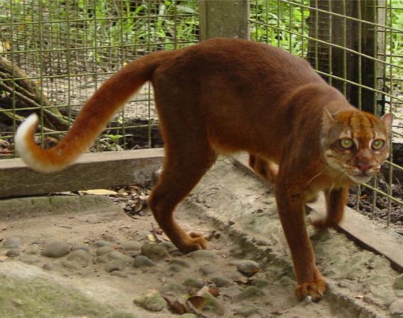 Un Borneo līča kaķis Pirmais... Autors: fishmafia Dzīvnieki ko tu neesi redzējis 2