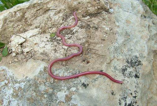 Saimona aklā čūska Tā kā tā... Autors: fishmafia Dzīvnieki ko tu neesi redzējis 3